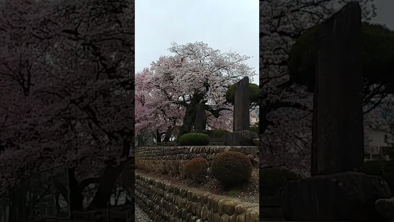 Cherry Blossom Walk in Rural Japan | Sakura Path