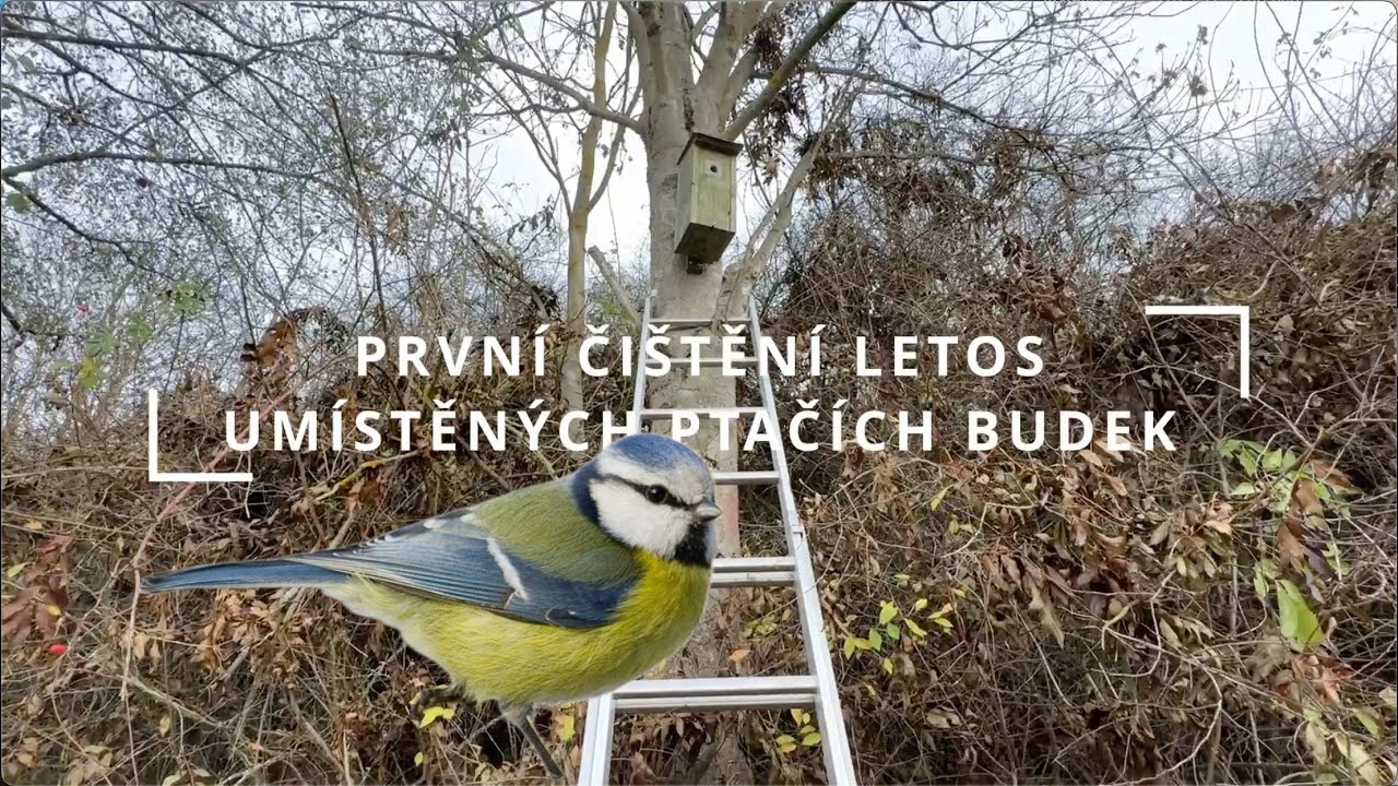 Čištění ptačích budek po prvním roce