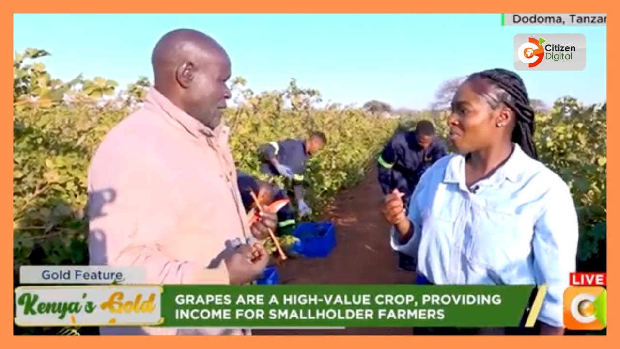 Kenya's gold | Focus on grape farming in Kenya