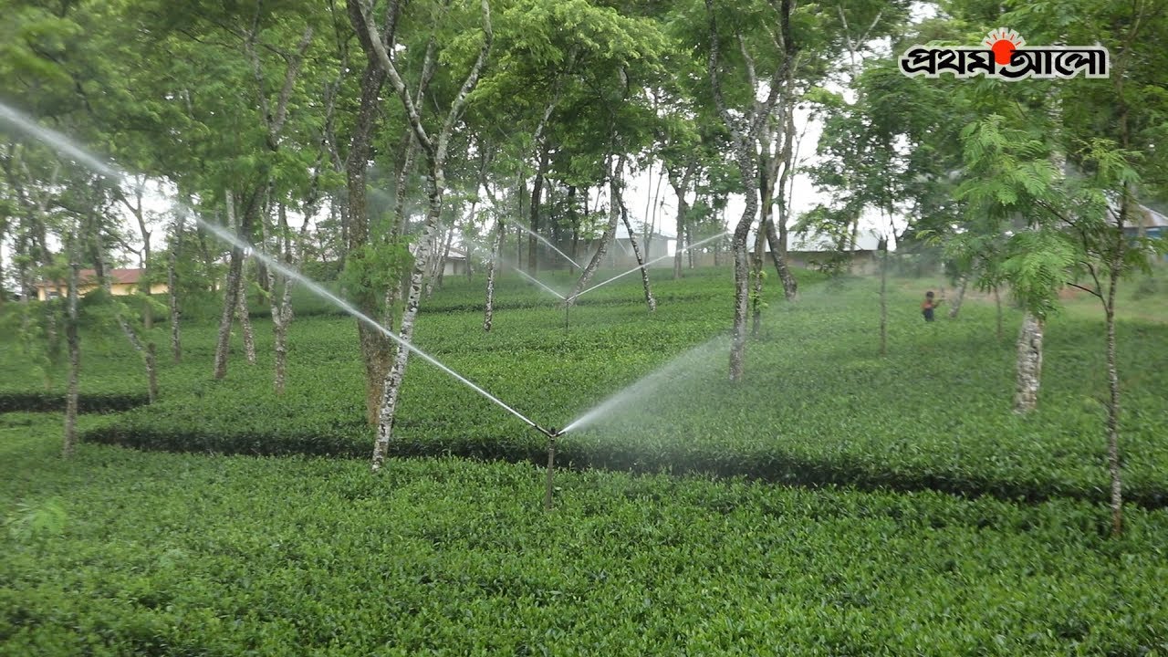 শূন্য থেকে সেরা চা-বাগান