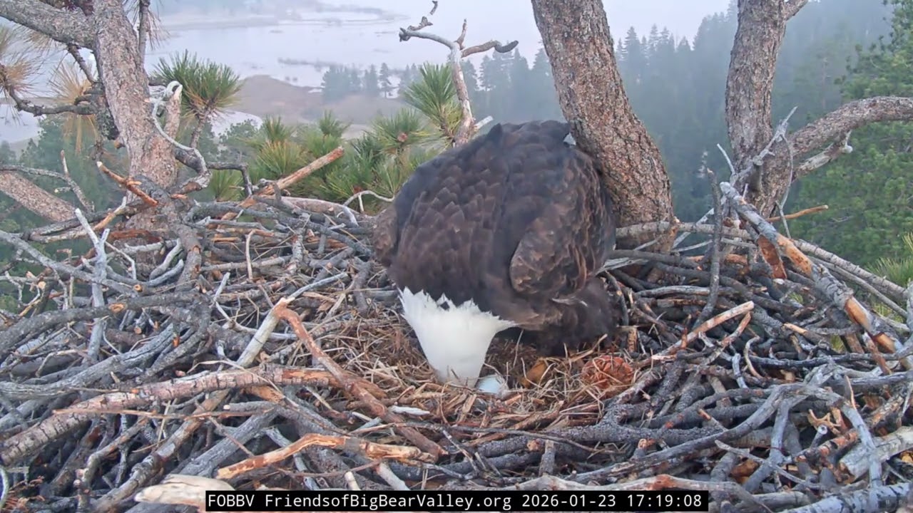 1-23 & 1-24-26 Shadow's first look at egg 1 & more