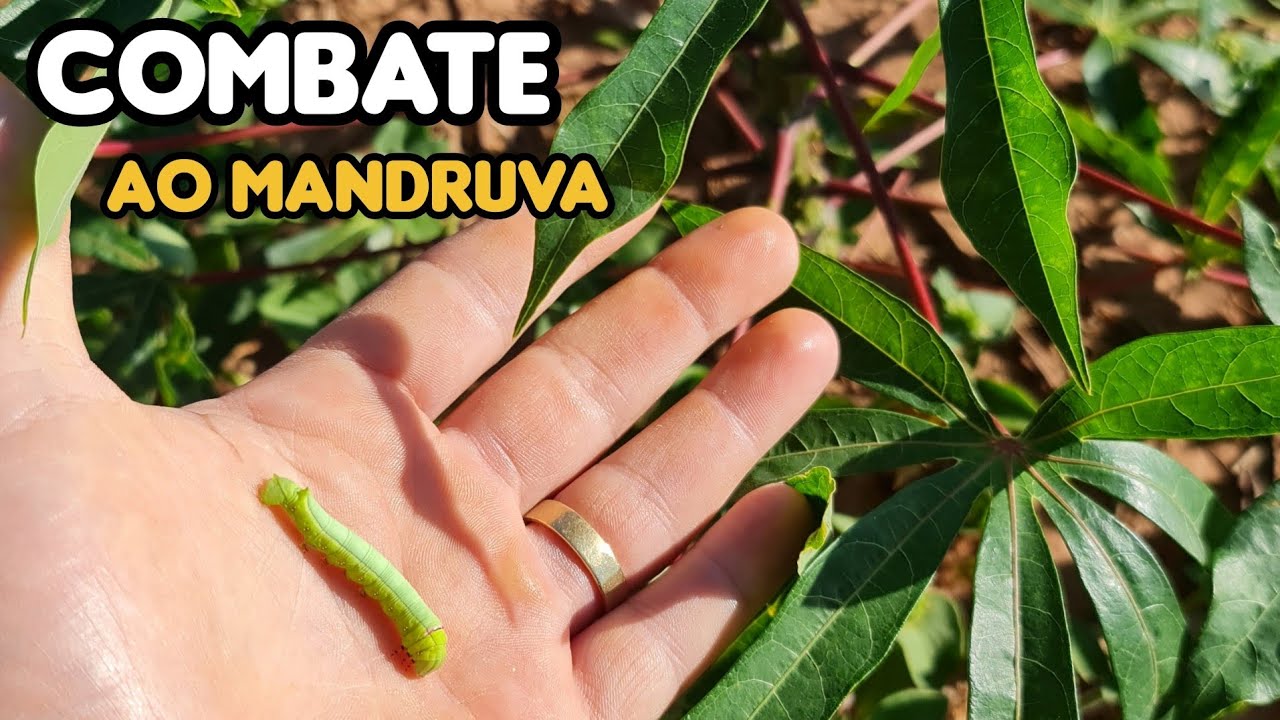 COMBATENDO AS PRAGAS NA MANDIOCA