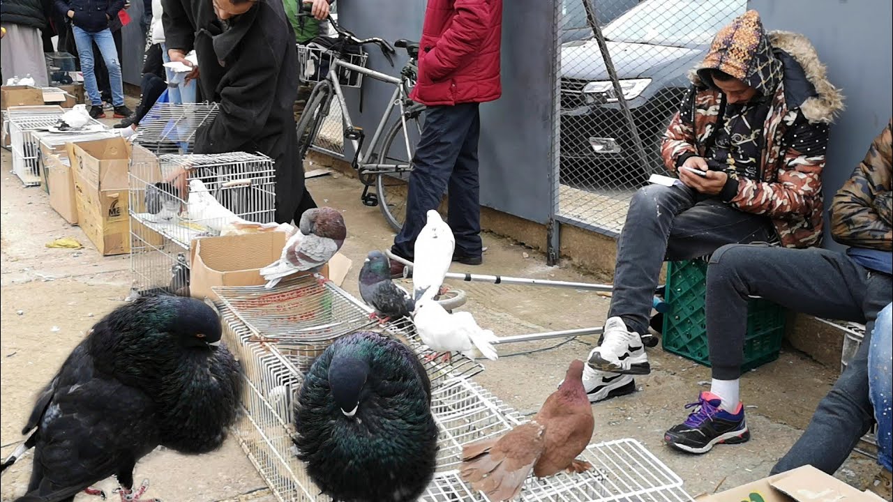 مباشرة سوق حمام باب جديد مكناس 🕊🦅2020/12/20 أنواع حمام مع أثمنة