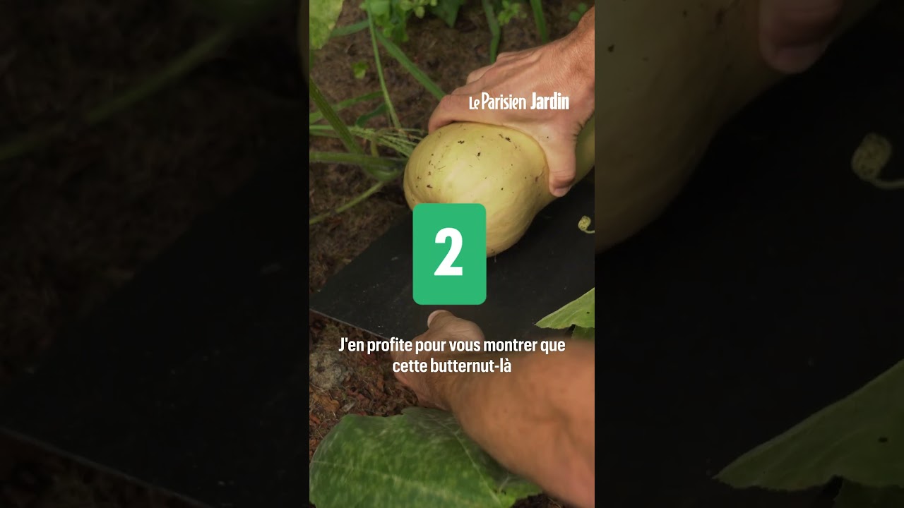 Citrouille : les secrets d'un jardinier pro pour être sûr de récolter ses courges au bon moment !