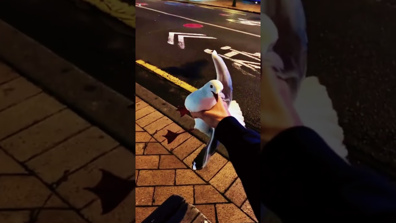 Funny seagulls #seagull #funnyanimals #funnyvideos #Foryou #animals