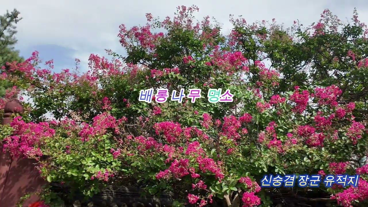 신숭겸유적지 배롱나무