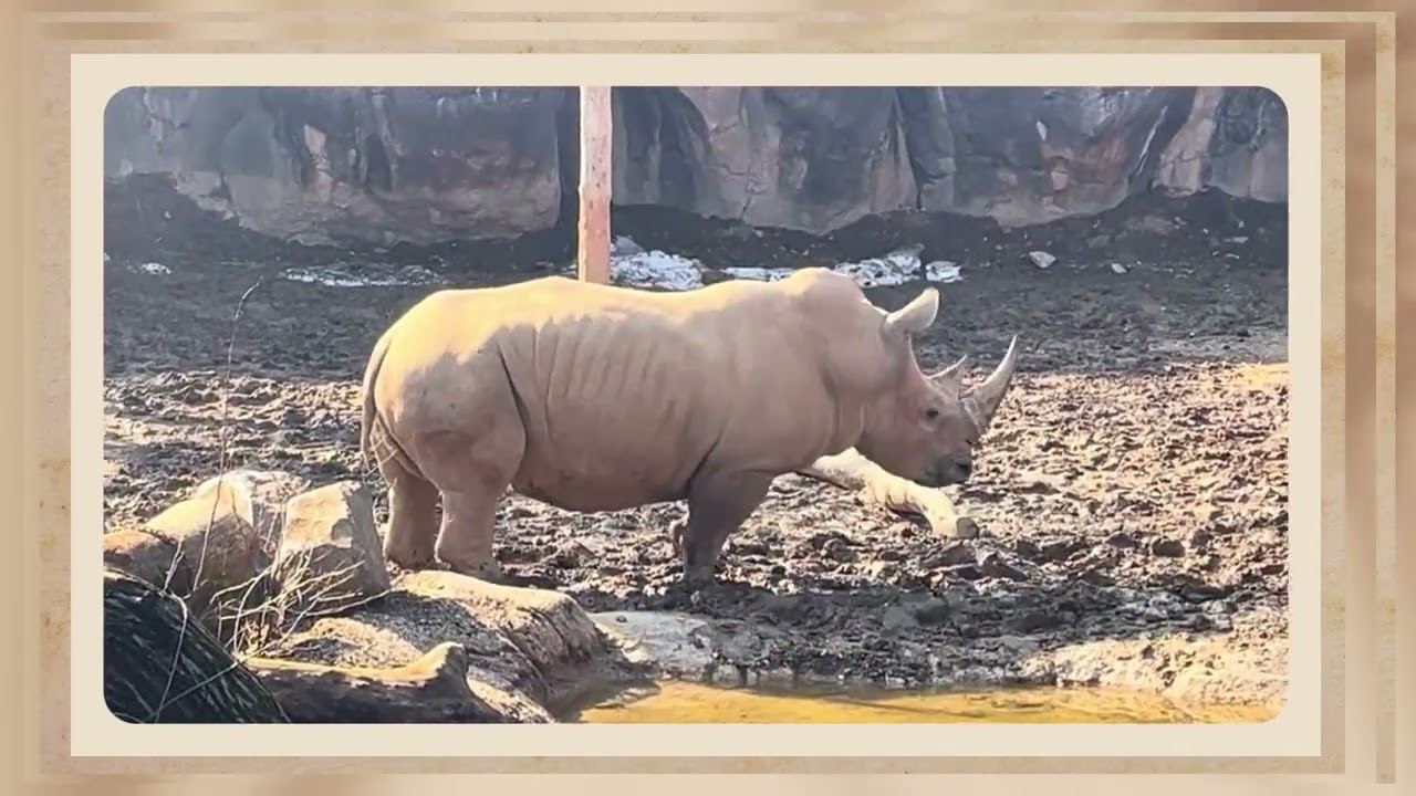 Rhino Armored Majesty