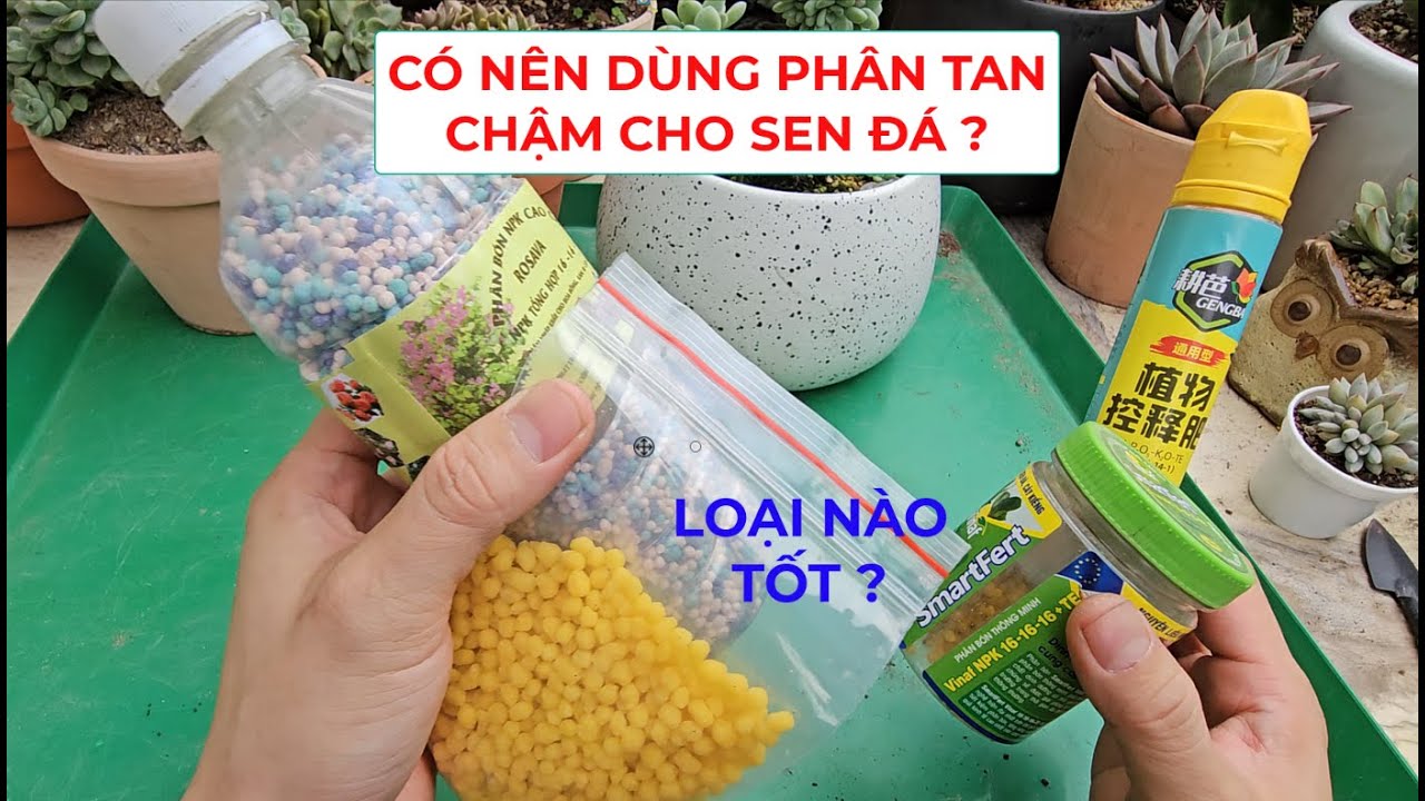 Phân Tan Chậm Cho Sen Đá Loại Nào Tốt ? | #succulents #suculentas #senda #多肉植物 #다육이들
