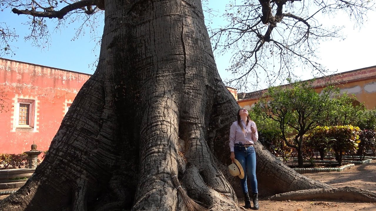 HACIENDA de San Diego, San Luis Potosi y Su Arbol donde Colgaban a los Ladrones - ALMA Coronel