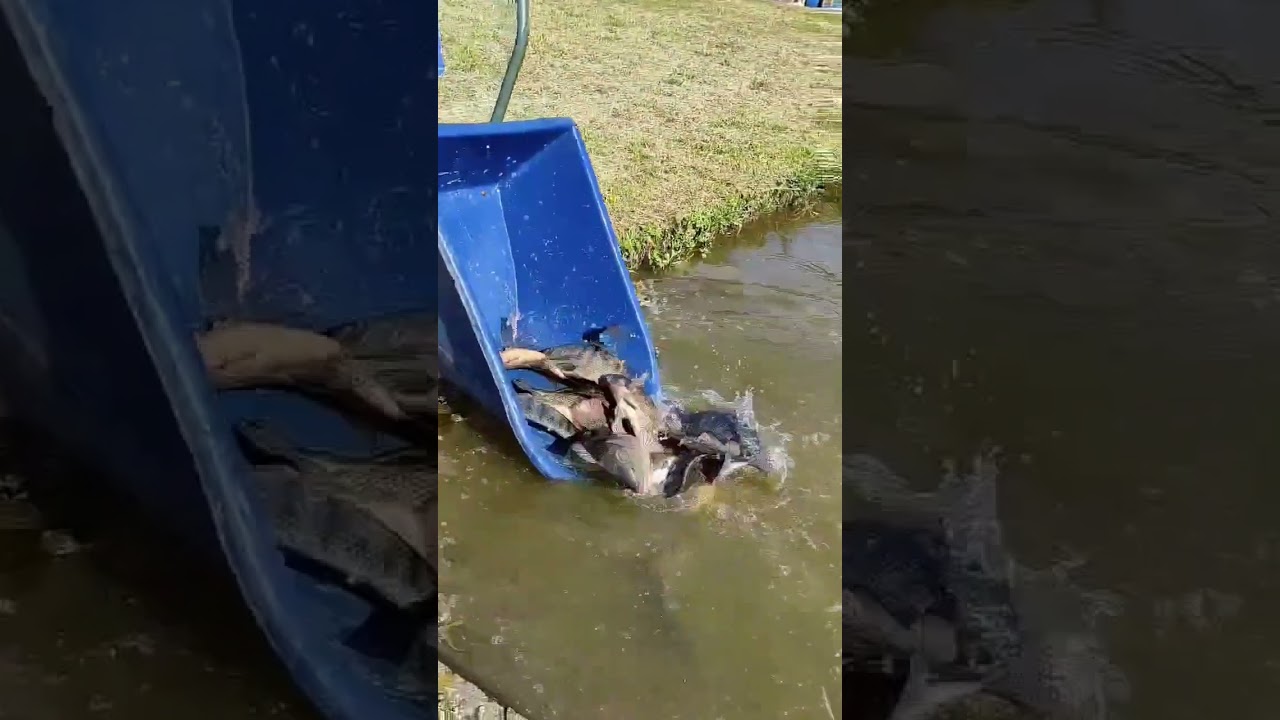 SOLTURA DE TIL&Aacute;PIAS NO PESQUEIRO NOVA UNI&Atilde;O MAU&Aacute;