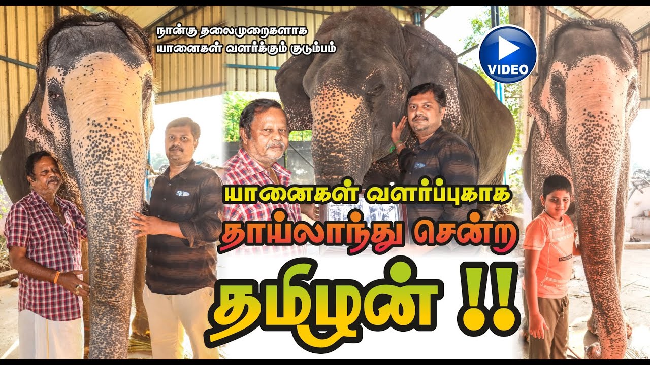 நான்கு தலை முறைகளாய் யானைகளை வளர்க்கும் குடும்பம் | Elephant Familys| Hello Madurai | App | TV | FM