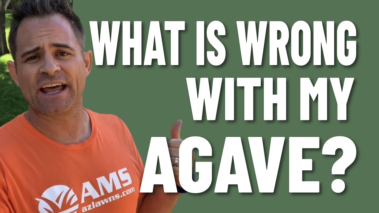What Is Wrong With My Agave Plant?