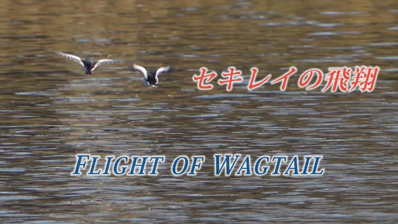 セグロセキレイとハクセキレイの飛翔。Flight of wagtail.