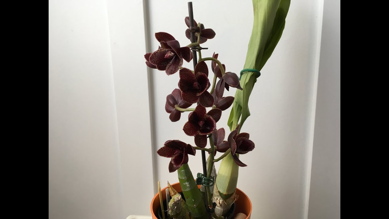 Catasetum Fdk After Dark 'Sunset Valley' Part 3:3  Unpot, Divide Catasetum, Dormacy