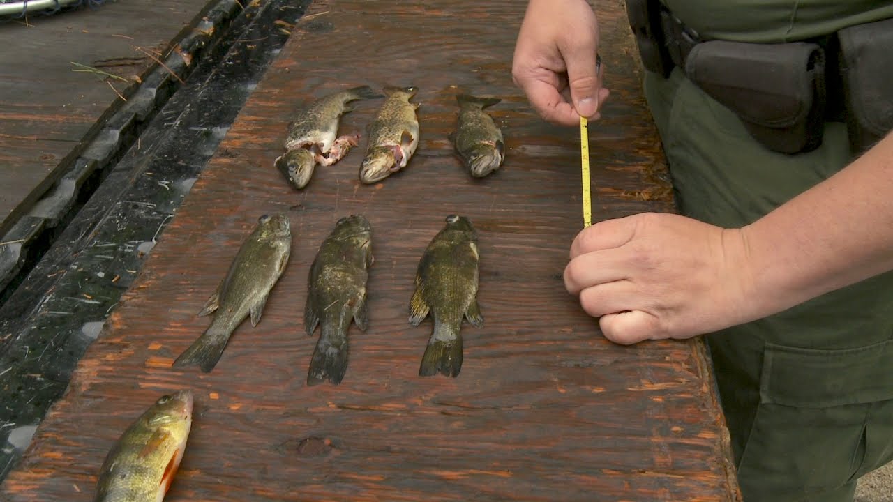 Man Found Over the Limit for Bass, Trout