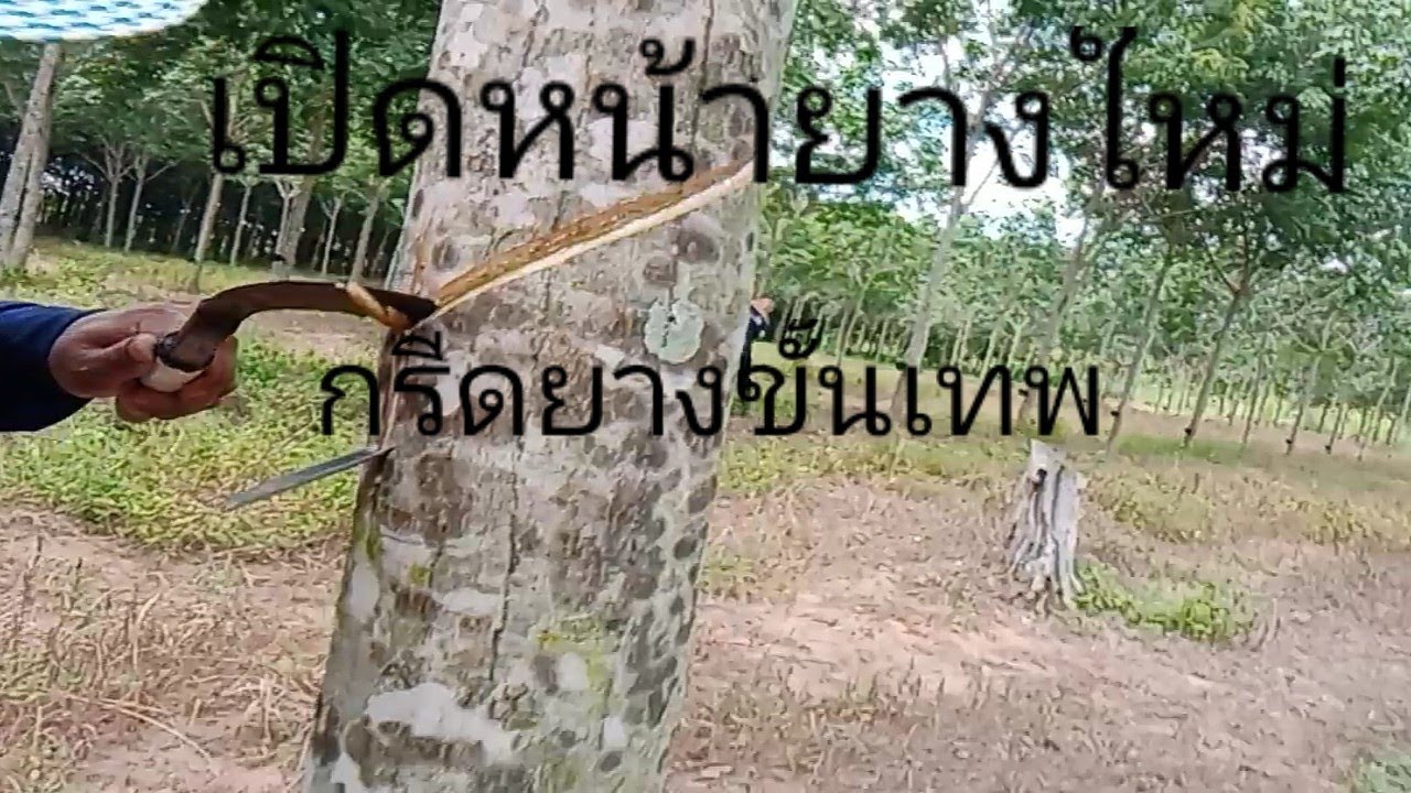 เปิดหน้ายางใหม่/กรีดยางขั้นเทพ|ตี๊ป ชาแนล