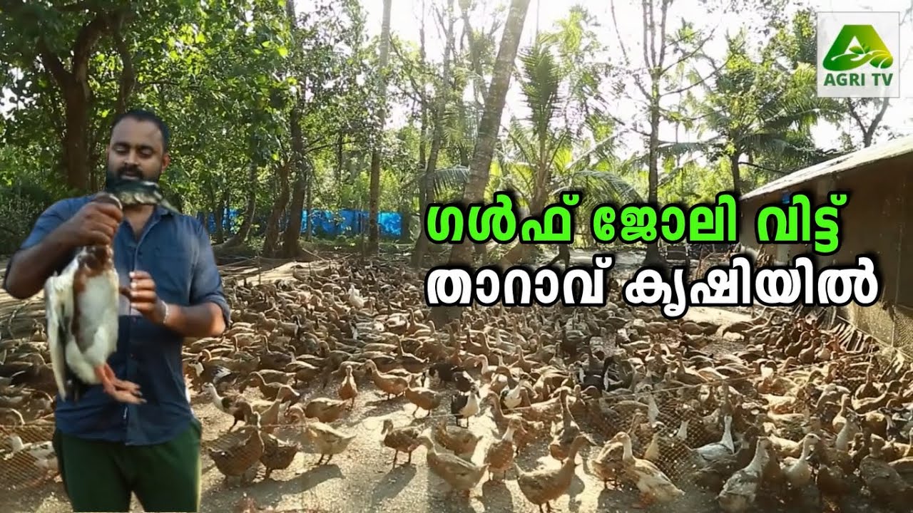 ഗൾഫ് ജോലി വിട്ട് ആലപ്പുഴയിലെത്തി താറാവ് കൃഷിയിൽ വിജയം നേടിയ പാലക്കാട്ടുകാരന്‍ ഹനീഫ