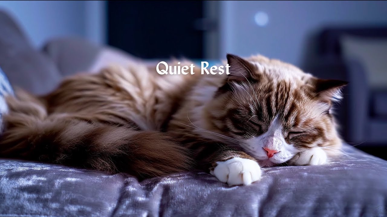 Sleeping Cat | Calm Ambient Music for Night Rest