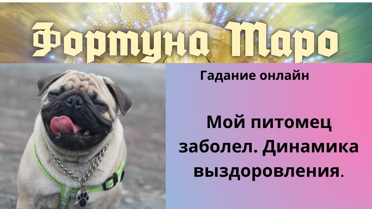 Мой домашний питомец заболел. Динамика выздоровления.