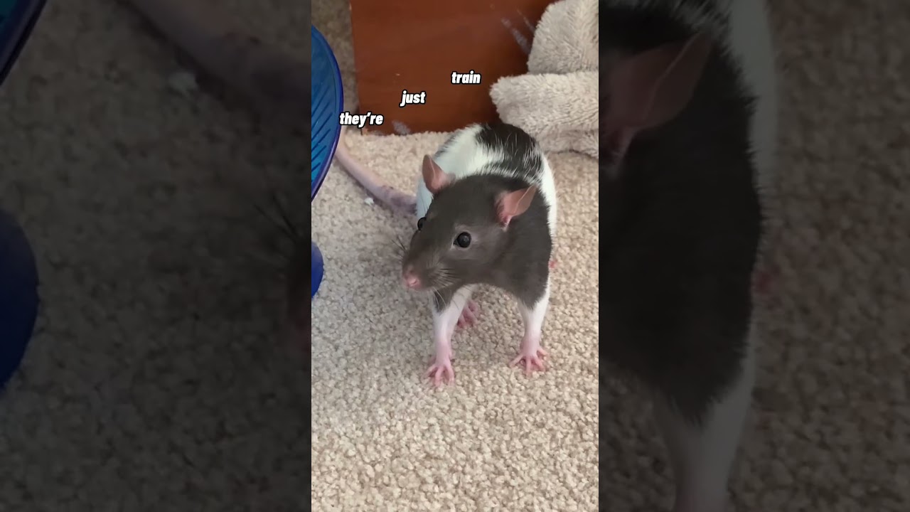 My Pet Rats Are NOT Pigeons