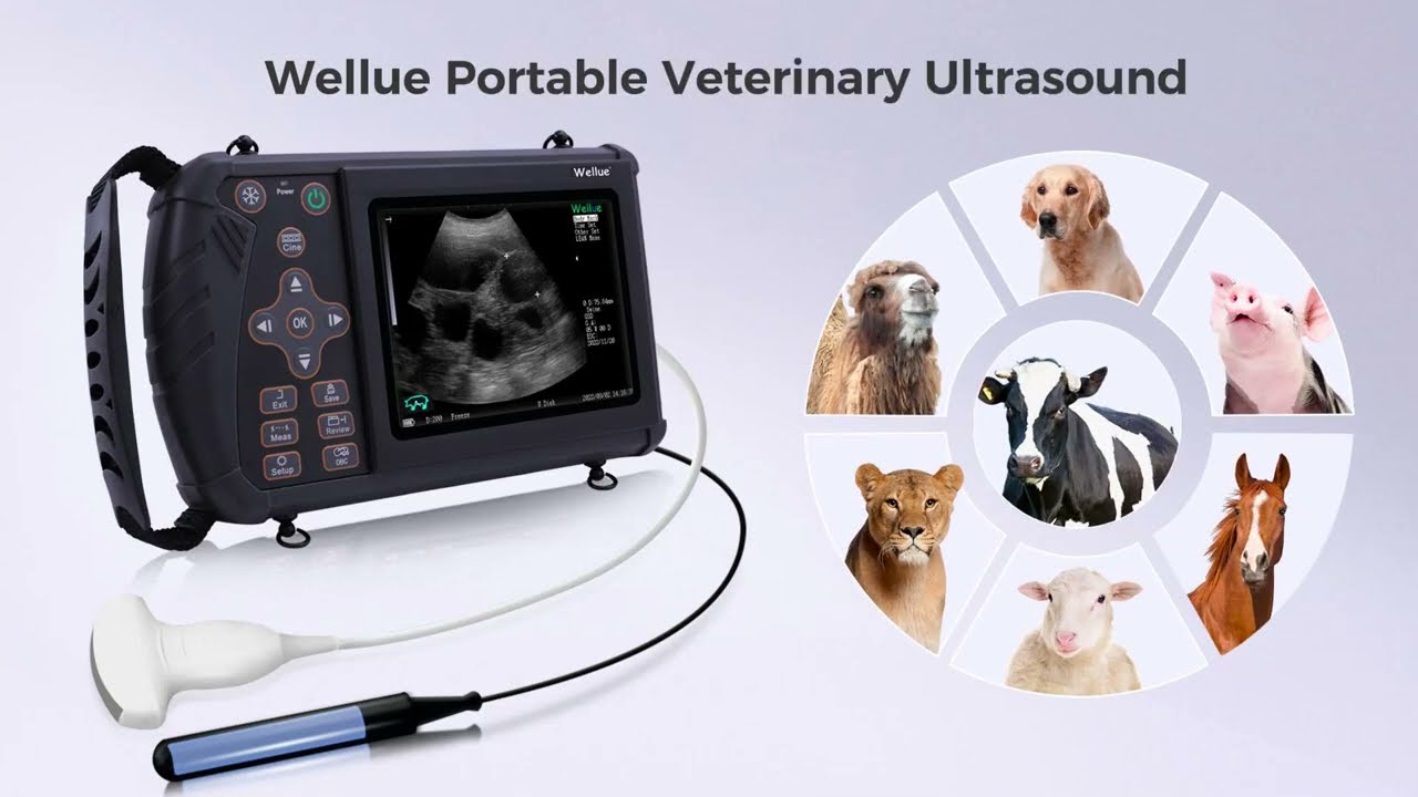 Wellue Portable Veterinary Ultrasound