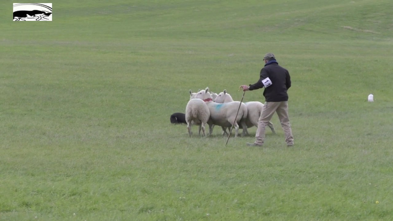Welsh National Sheepdog Trial 2018 - Better Quality Video
