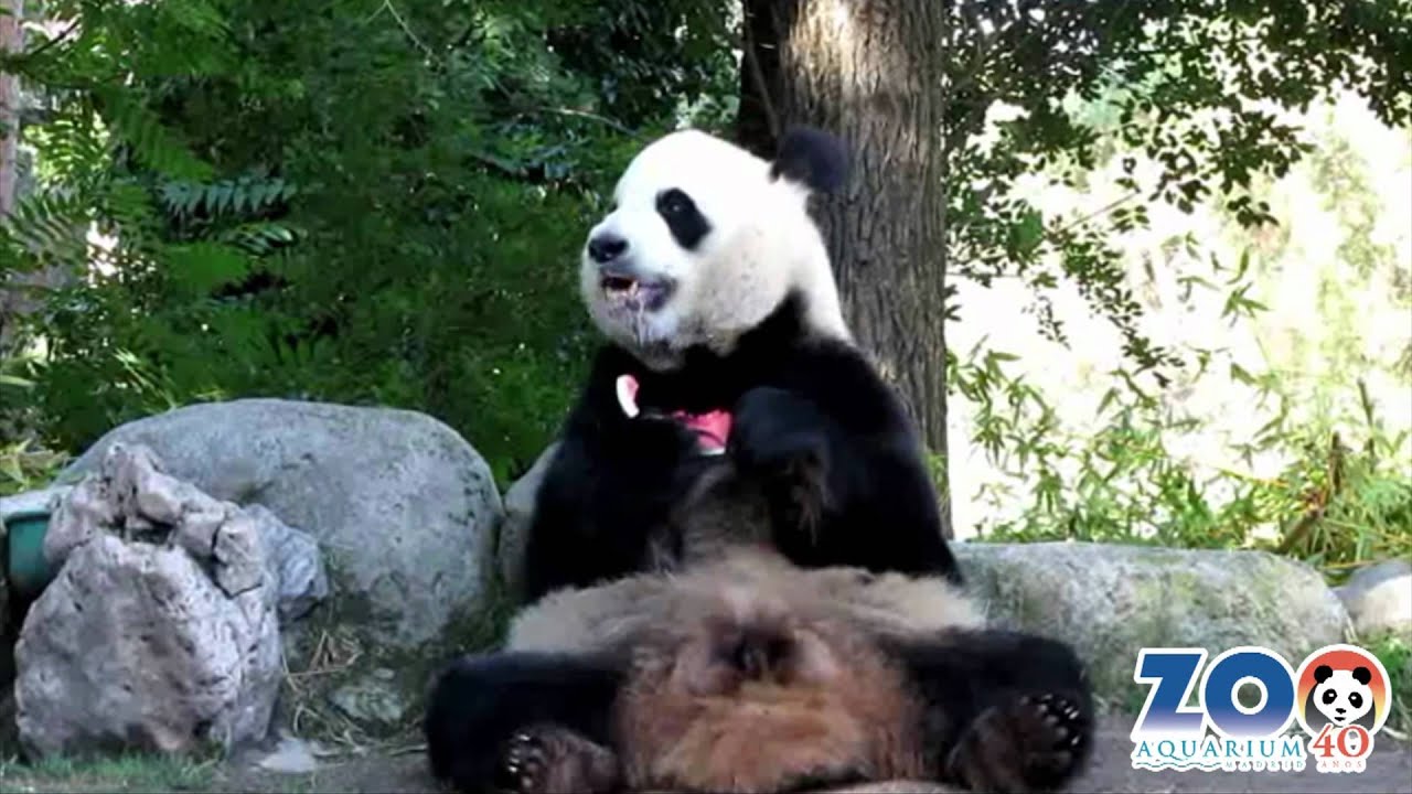 Bing Xing disfruta comiendo sandía en el Zoo de Madrid