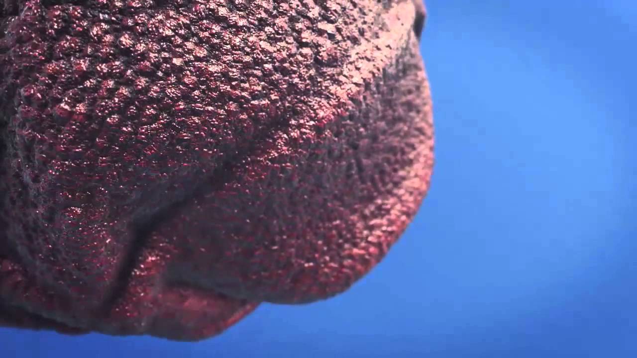 Organic Blob - After Effects / Element 3D