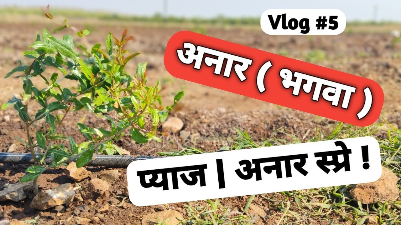 प्याज के अंदर साइज का स्प्रे और अनार के अंदर स्प्रे | #onion #pomogranate  #farmingandvlogs 