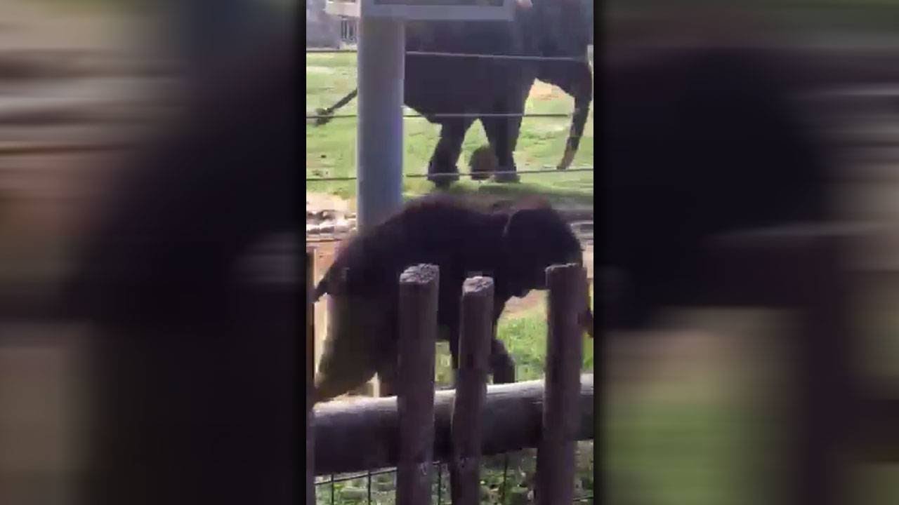 Baby elephant Joy makes adorable 'escape' at Houston Zoo