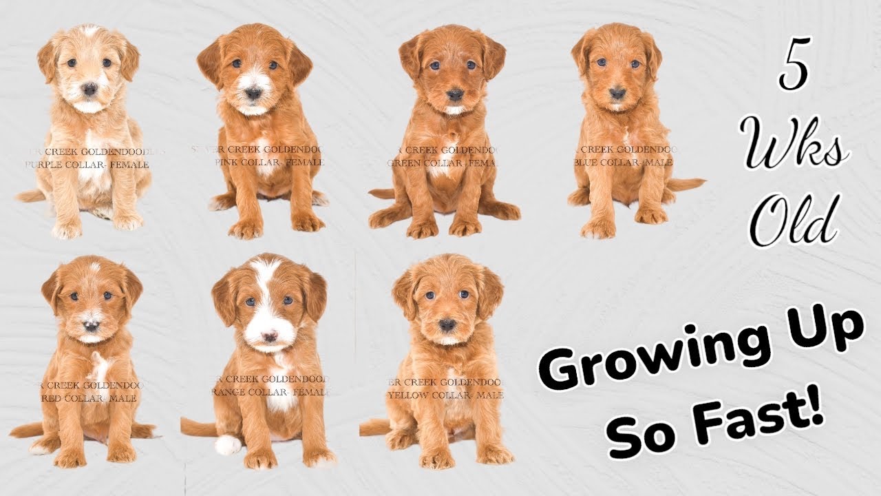 Our Petite Goldendoodle Litter is 5 Weeks Old! JosieXKevin Litter of 7