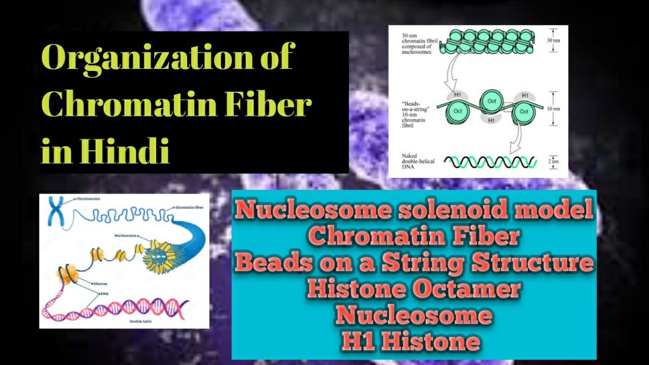Nucleosome solenoid model in hindi: Chromatin structure|organisation of chromatin fiber|histones