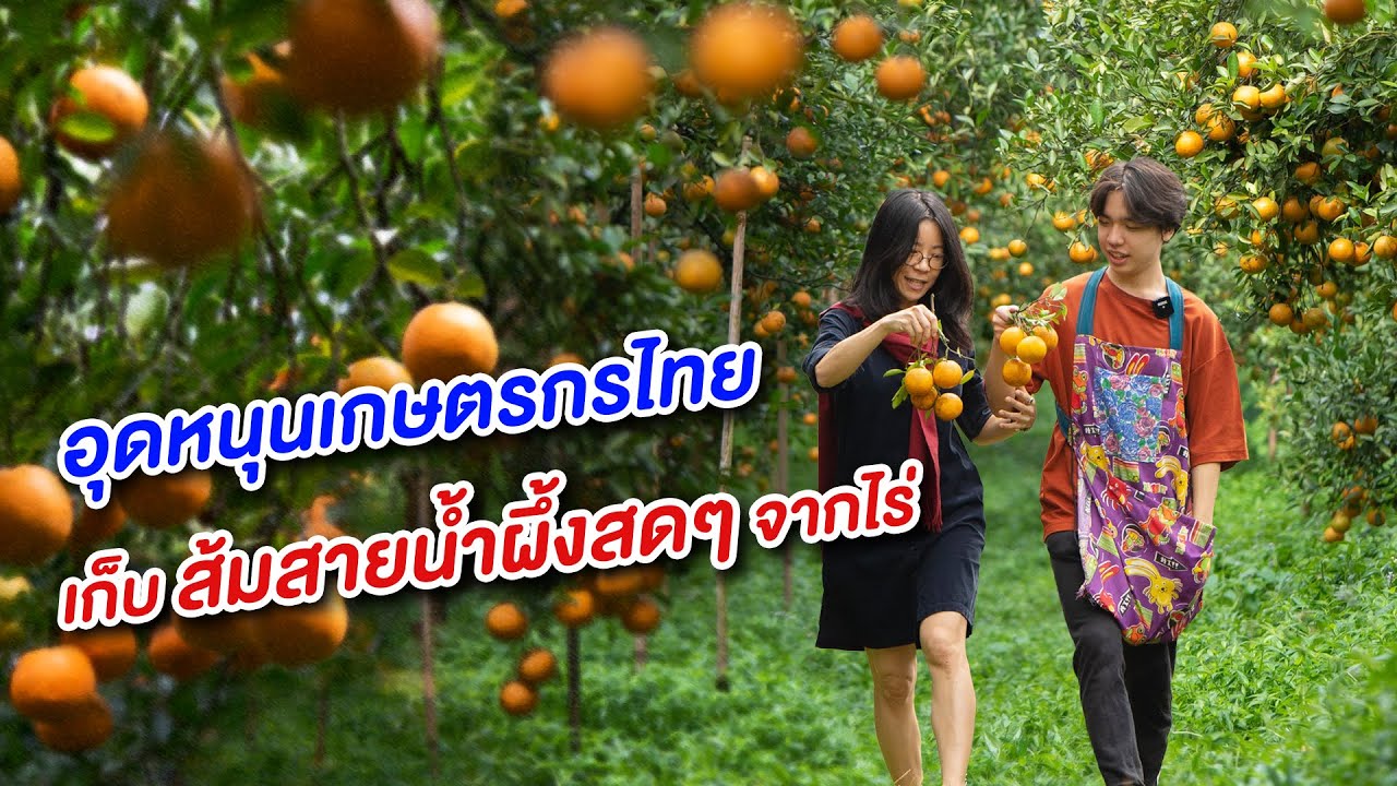ผมพาเที่ยวสวนส้มสายน้ำผึ้งที่เชียงใหม่ครับ