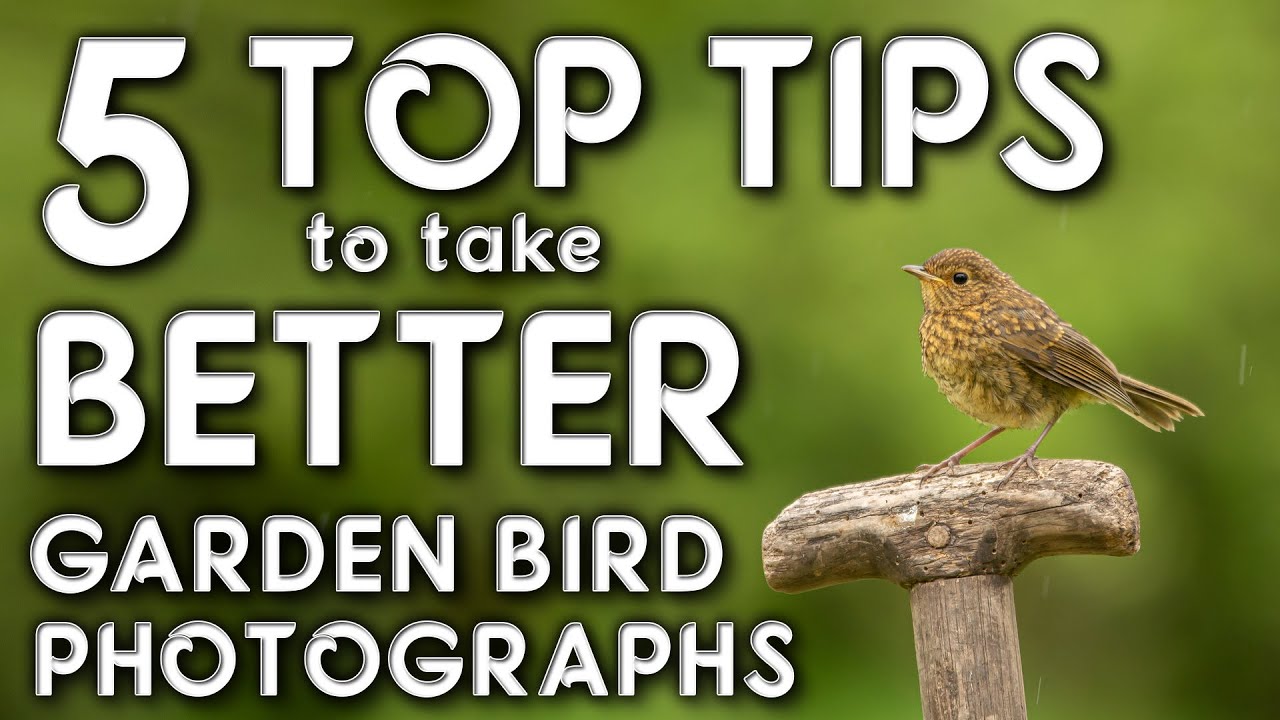 5 top tips for how to take better garden bird photographs