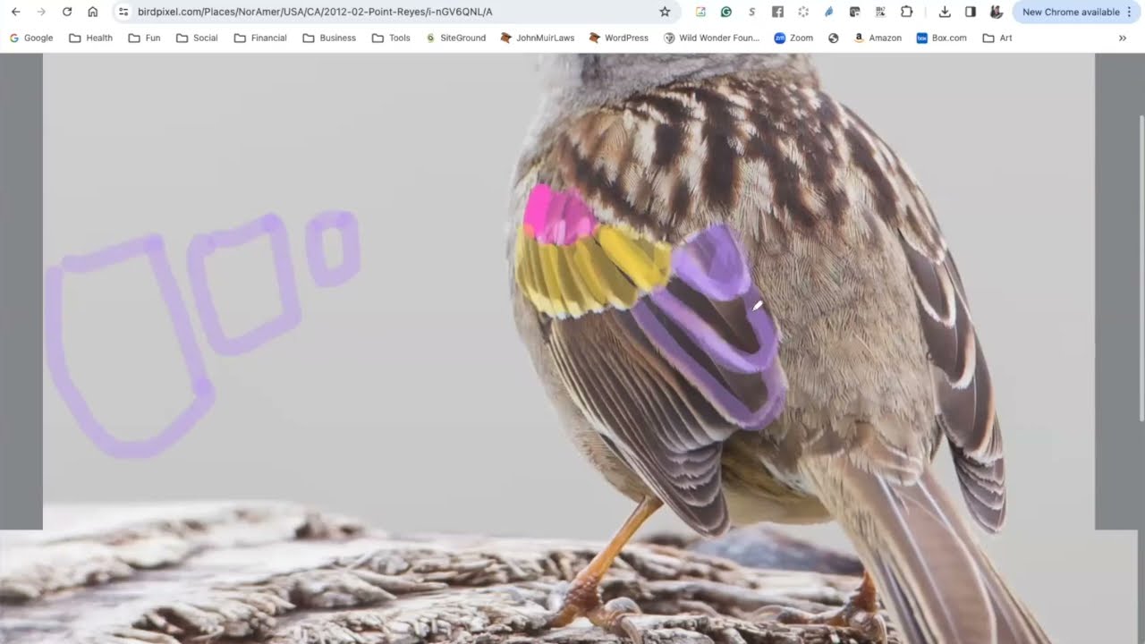 Simplifying Bird Wings