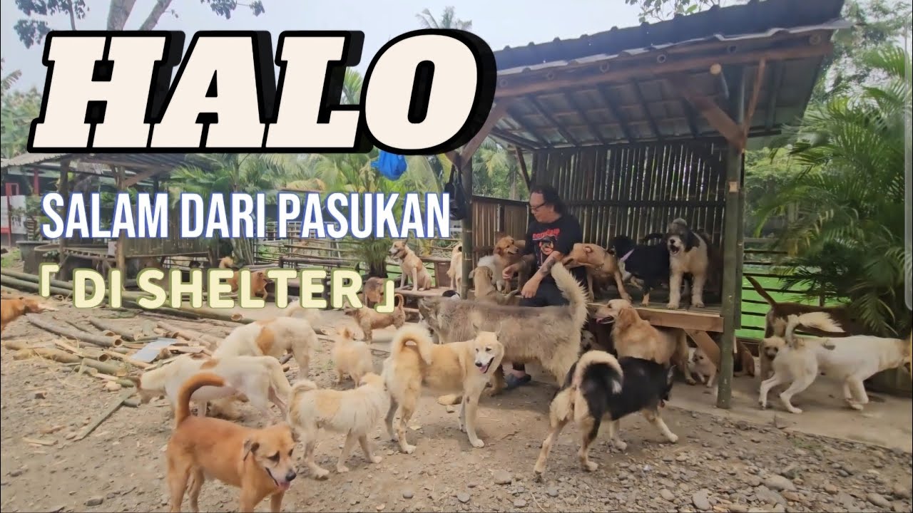 HALO! Salam bahagia dari pasukan di Shelter
