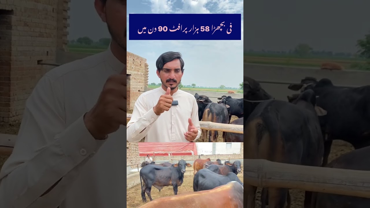 #bachrafarming #bachrian #cattlefarming #agriculture #cropproduction #cattlefarmingbusiness #