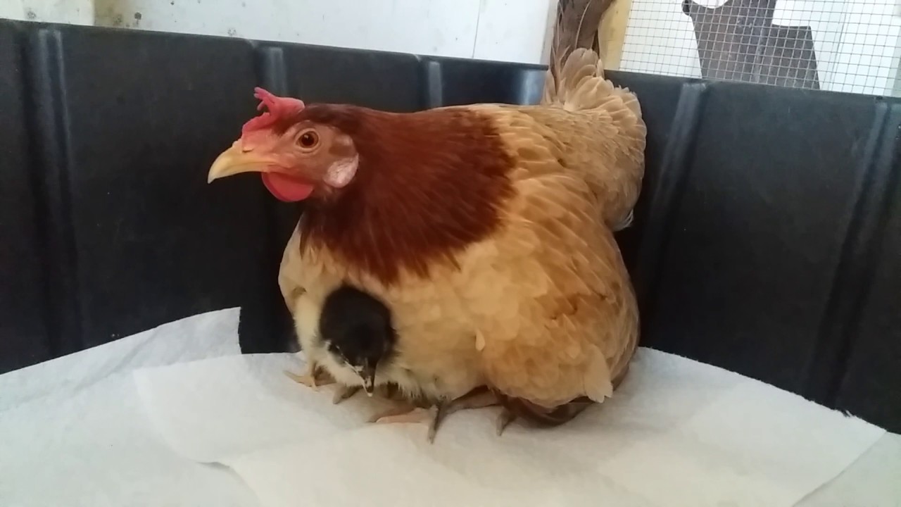 sleep time for chicks