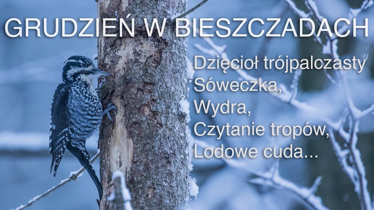 Grudzień w Bieszczadach. Dzięcioł trójpalczasty, wydra, sóweczka... Z życia fotografów przyrody.