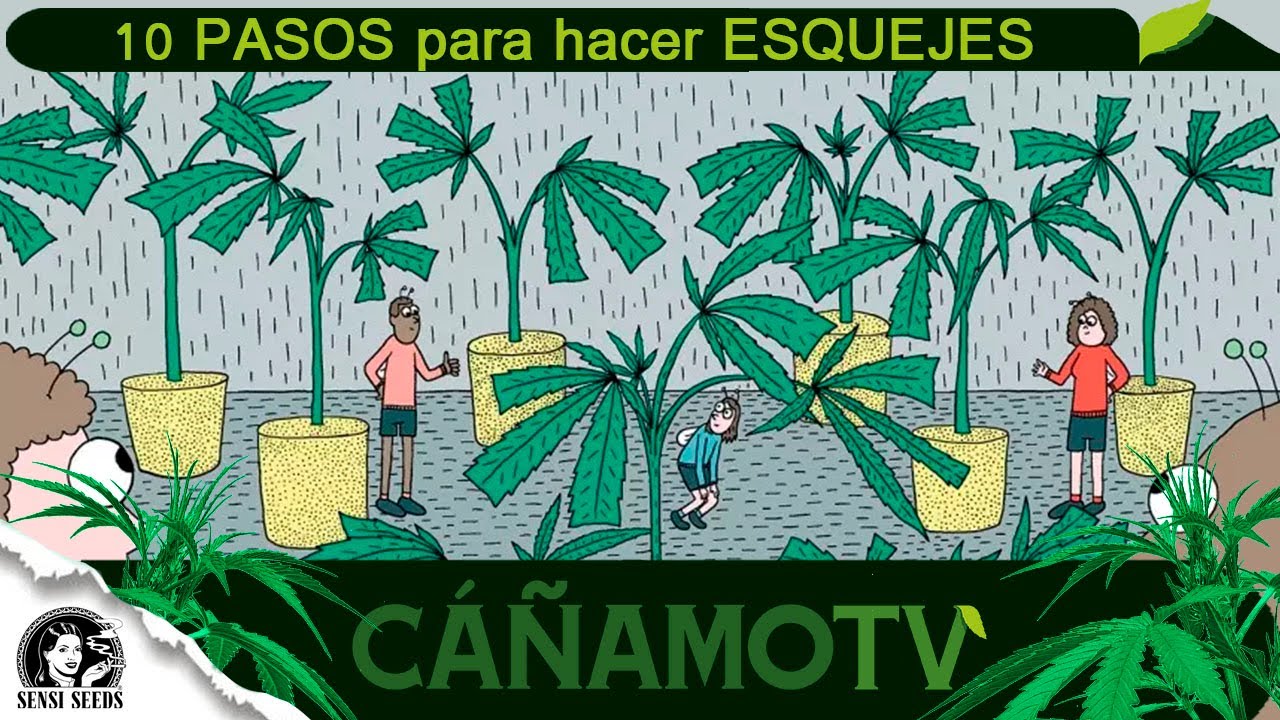 10 PASOS para hacer ESQUEJES de C4NN4BIS