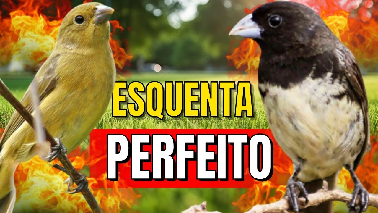 Papa capim siu siu com Fêmea chamando para Esquentar papa capim siu siu e papacapim Canto siusiu