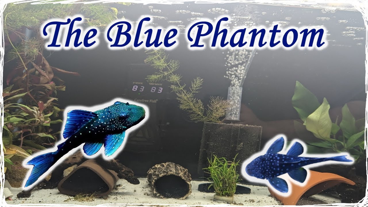 The RETURN of the BLUE PHANTOMS! - Unboxing!