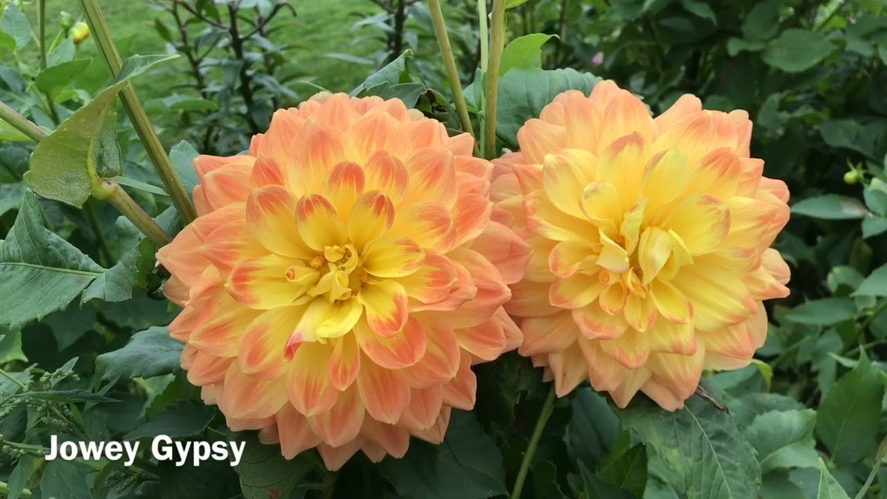 The 2022 Harvesting History Dahlia Collection - Part VII -  An Autumn Collage of Our Dahlias