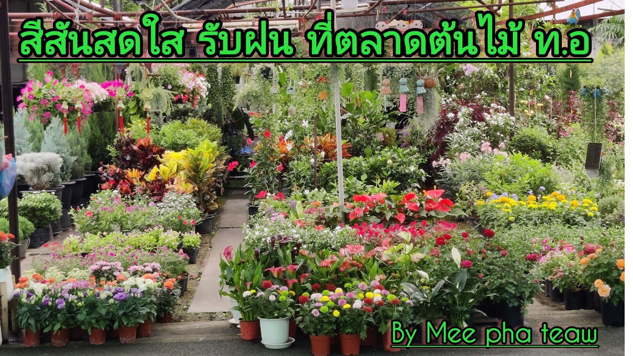 สีสันสดใส รับฝน ที่ตลาดต้นไม้ ท.อ. ทุ่งสีกัน มีของดีมากมาย#ตลาดต้นไม้.ทอ #Meephateaw