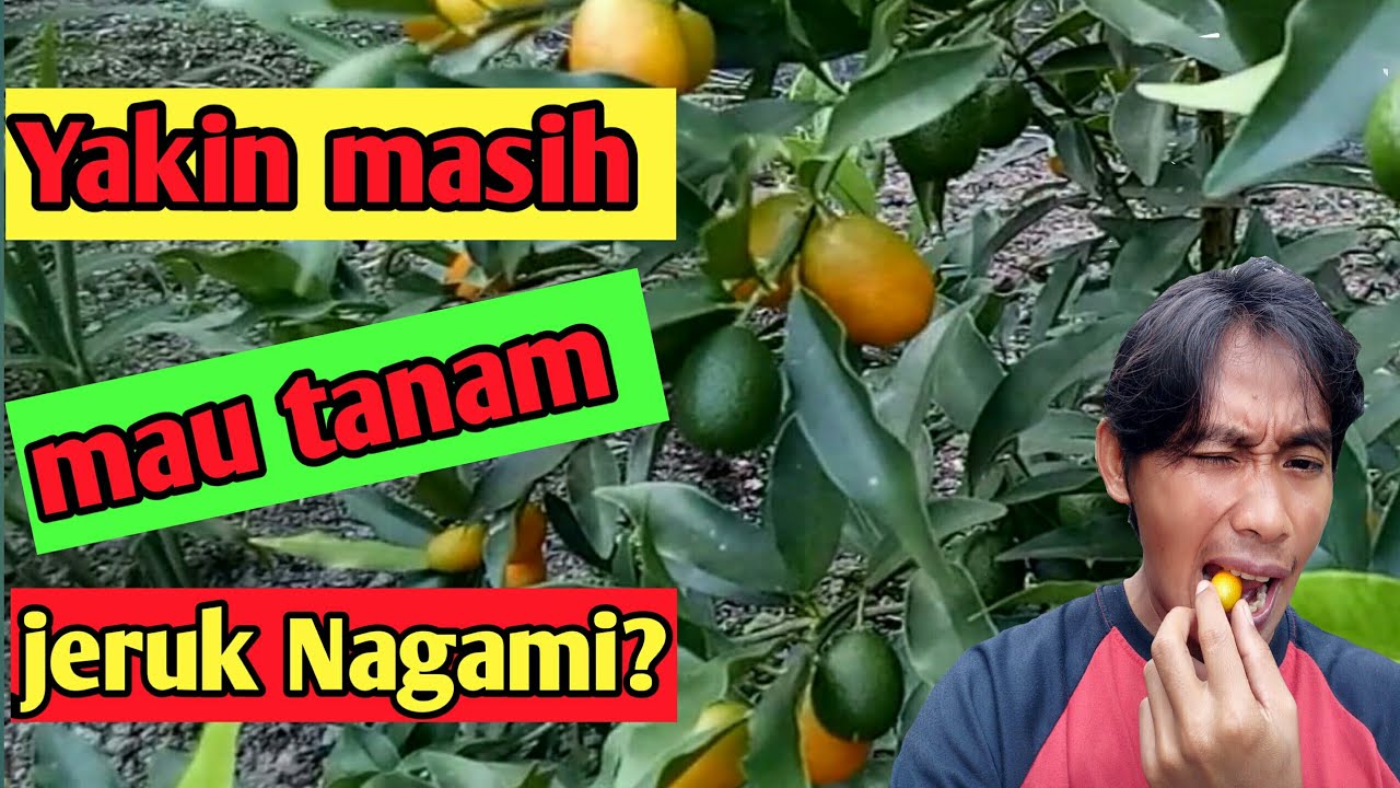Rasa Jeruk Nagami