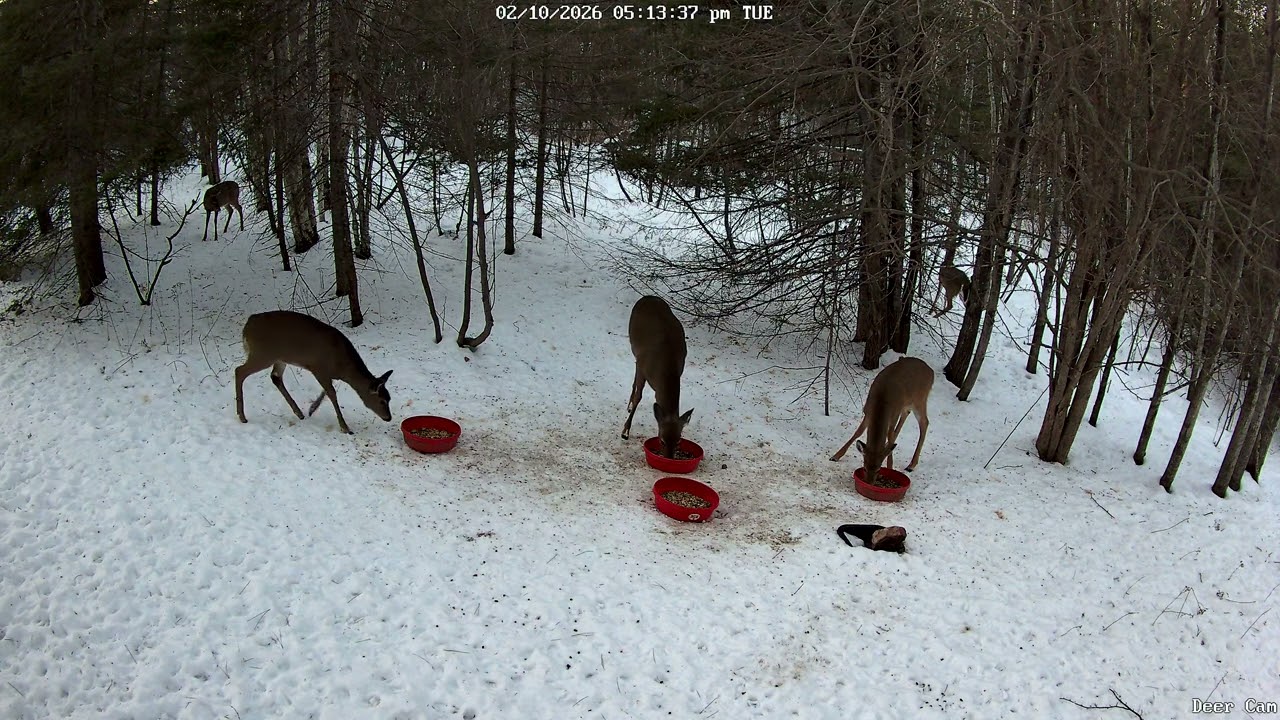 Deer 2-10-2026 5:06 PM