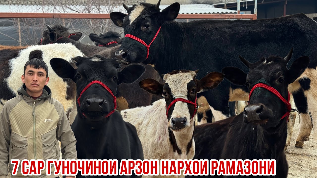 Нархҳои Рамазони гуночино хела арзон Сарбозча 12 февраля 2026 г.