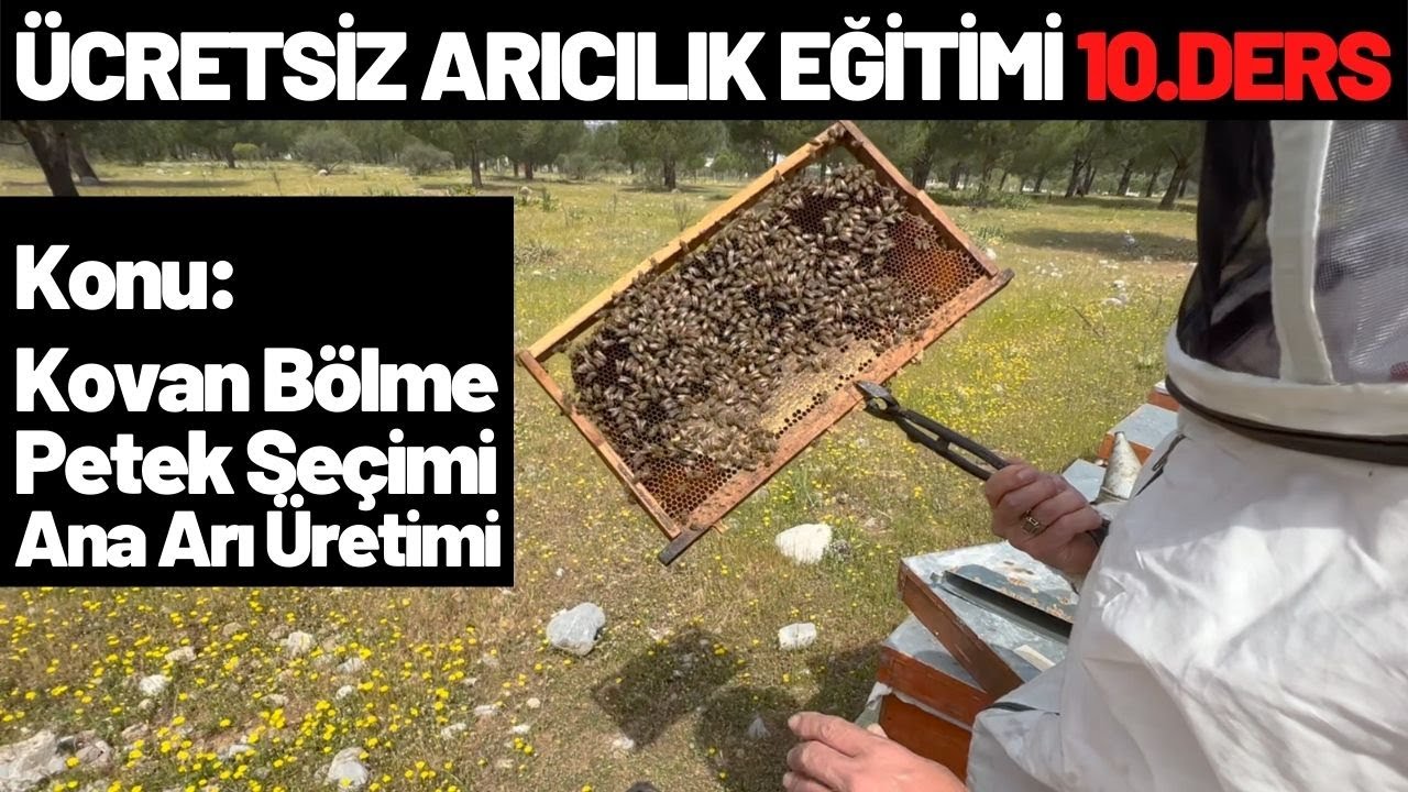 KOVAN BÖLME NEDİR? PETEK SEÇİMİ NASIL YAPILIR? ANA ARI ÜRETİMİ?ÜCRETSİZ ARICILIK EĞİTİMİ 10.DERS