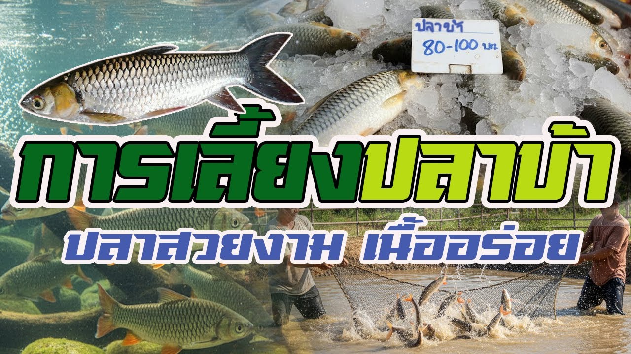 การเลี้ยงปลาบ้า | ปลาสวยงาม เนื้ออร่อย |
