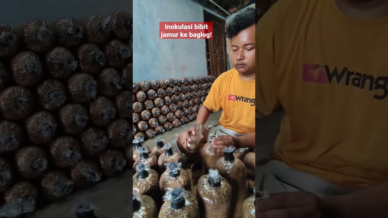 PROSES INOKULASI BIBIT JAMUR TIRAM KE BAGLOG ! #farmerlife #shorts #jamurtiram